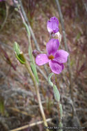 Image of beautiful rockcress