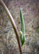 Image of beautiful rockcress