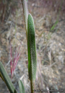 Image of beautiful rockcress