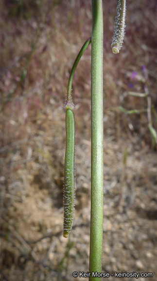 Image of beautiful rockcress