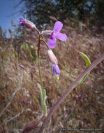 Image of beautiful rockcress