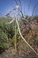 Image of beautiful rockcress