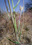 Image of beautiful rockcress