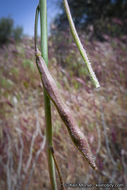 Image of beautiful rockcress