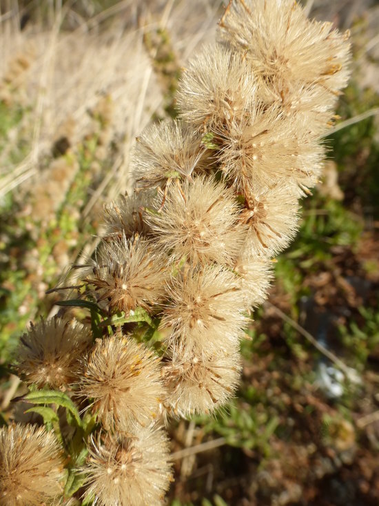 Image of Strong-smelling Inula