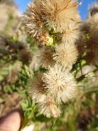 Image of Strong-smelling Inula