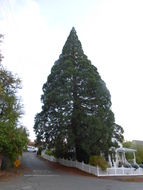 Image of Bastard Cedar