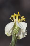 Image of desert zinnia