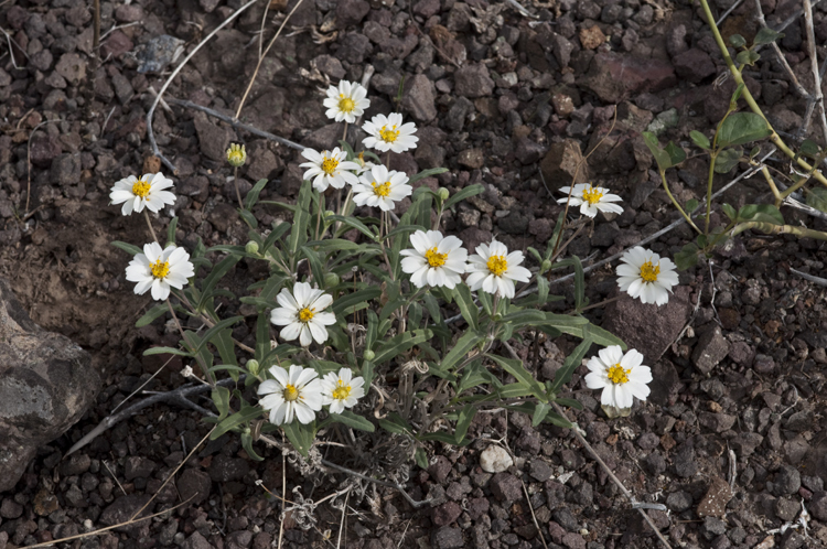 Image of plains blackfoot