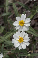 Image of plains blackfoot