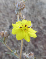 Plancia ëd Calycadenia fremontii A. Gray