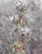 Plancia ëd Calycadenia fremontii A. Gray