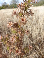 Plancia ëd Calycadenia fremontii A. Gray