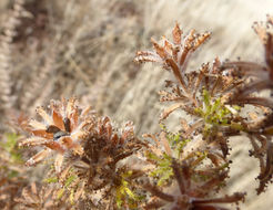 Plancia ëd Calycadenia fremontii A. Gray