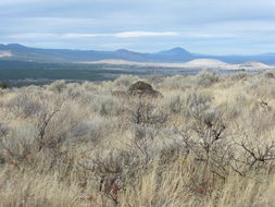 Imagem de Ericameria nauseosa var. hololeuca (A. Gray) G. L. Nesom & G. I. Baird