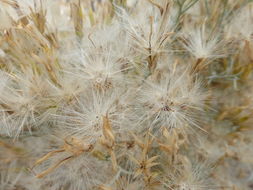 Imagem de Ericameria nauseosa var. hololeuca (A. Gray) G. L. Nesom & G. I. Baird