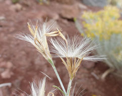 Image of Ericameria nauseosa var. hololeuca (A. Gray) G. L. Nesom & G. I. Baird