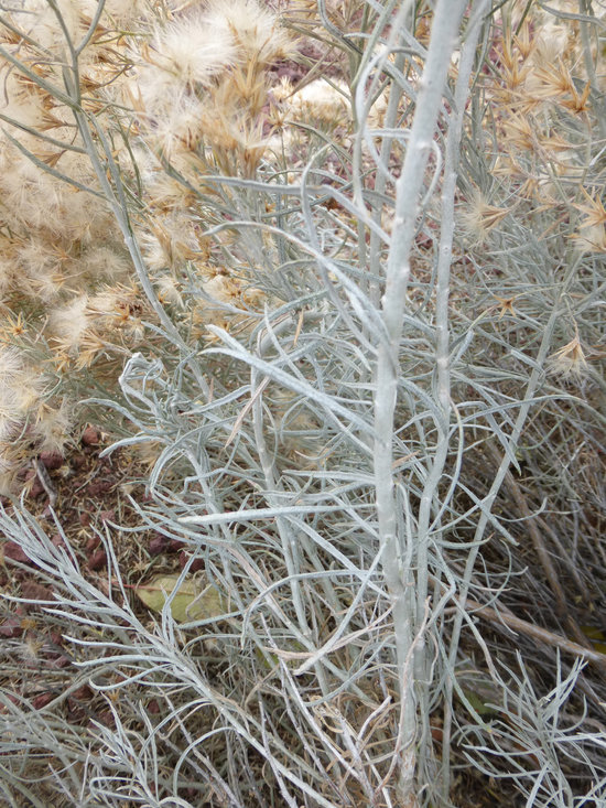 Image of Ericameria nauseosa var. hololeuca (A. Gray) G. L. Nesom & G. I. Baird