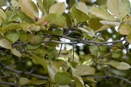 Image of Tracy's hawthorn