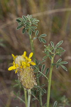 Слика од Dalea aurea C. Fraser