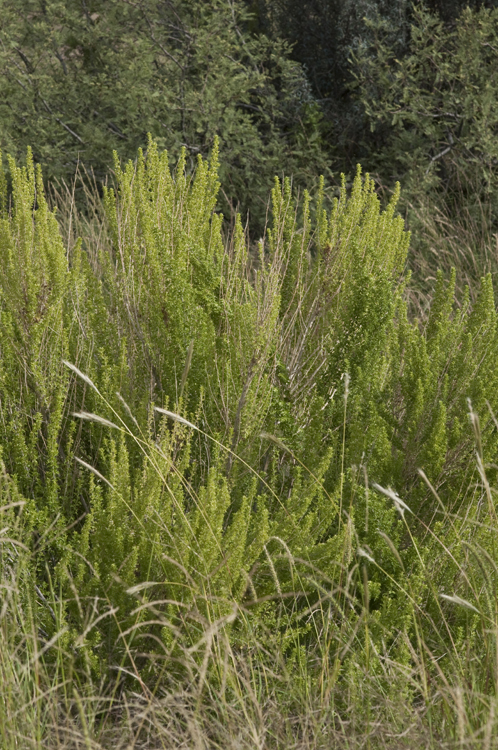 Слика од Brickellia laciniata A. Gray