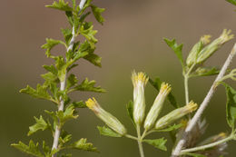 Слика од Brickellia laciniata A. Gray