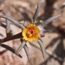 Image of shrubby purslane