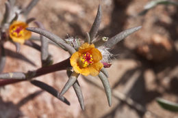 Image of shrubby purslane