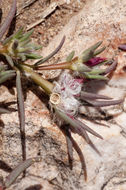 Image of shrubby purslane