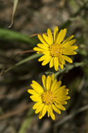 Image of Xanthisma spinulosum var. chihuahuanum (B. L. Turner & R. L. Hartman) D. R. Morgan & R. L. Hartman