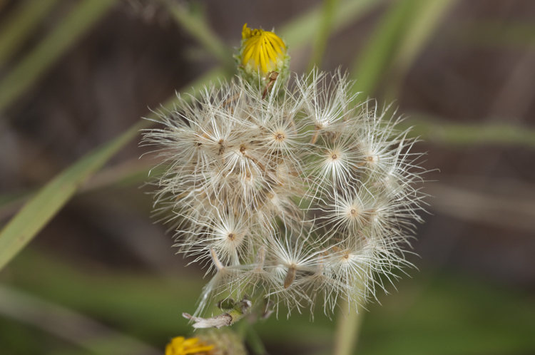 Image of Xanthisma spinulosum var. chihuahuanum (B. L. Turner & R. L. Hartman) D. R. Morgan & R. L. Hartman