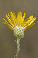 Image of Xanthisma spinulosum var. chihuahuanum (B. L. Turner & R. L. Hartman) D. R. Morgan & R. L. Hartman