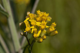 Image of water ragwort