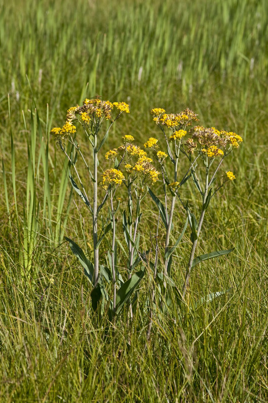 Image of water ragwort