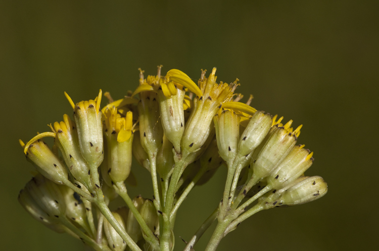 Image of water ragwort