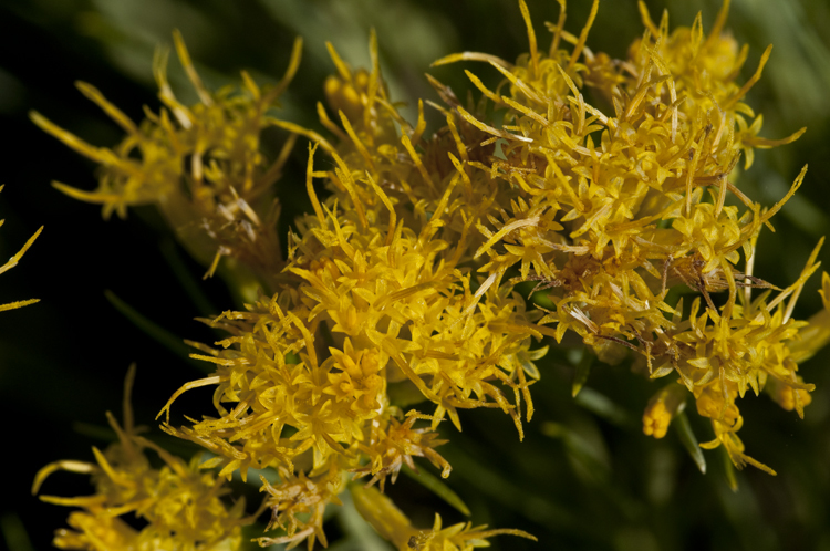 Image of rubber rabbitbrush