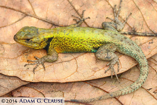Image of Graphic Spiny Lizard
