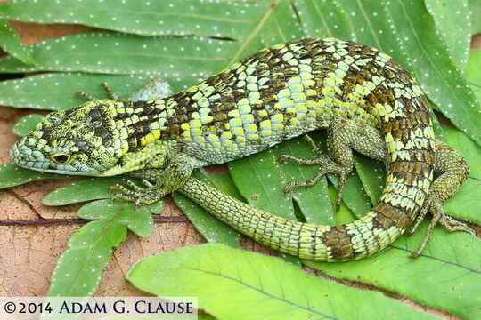 Image of Bromeliad Arboreal Alligator Lizard