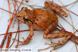 Image of Adorned robber frog