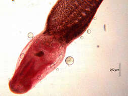 Image of Diplostomoidea