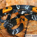 Image of Elegant Coral Snake