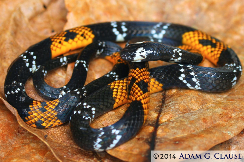 coral snake - Students, Britannica Kids