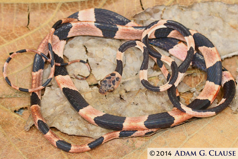 Image of Blunthead Tree Snake