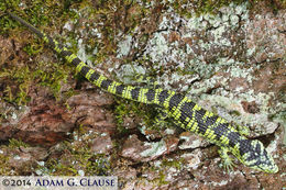 Image of Bromeliad Arboreal Alligator Lizard