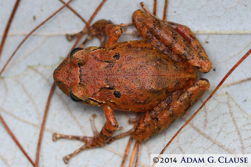 Image of Adorned robber frog