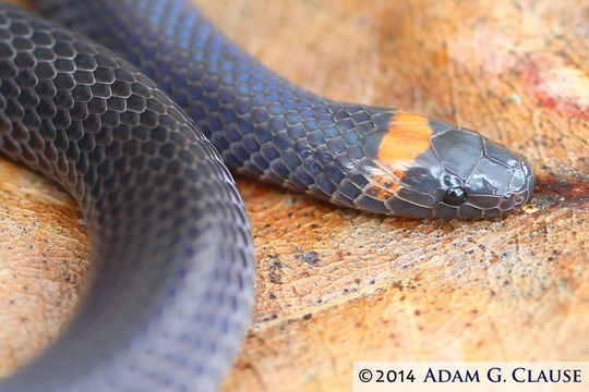 Image of Highland Earth Snake