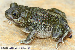 Image of New Mexico Spadefoot