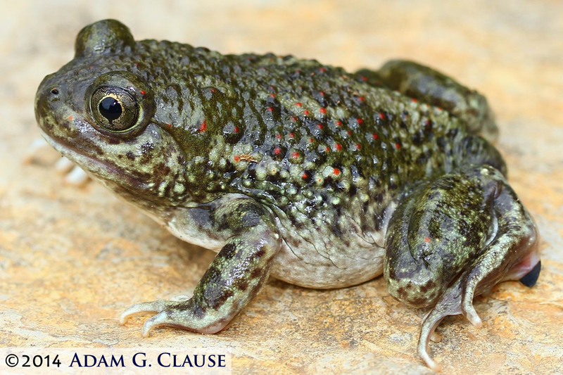 Image of New Mexico Spadefoot