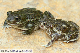 Image of New Mexico Spadefoot