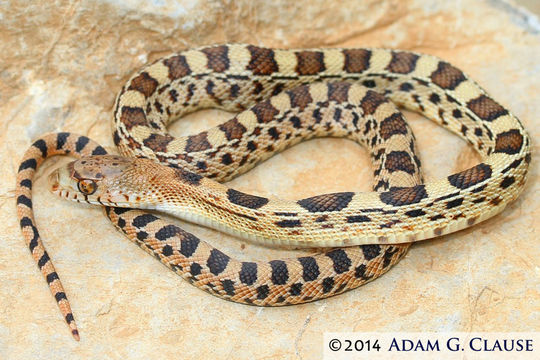 Image of Mexican Bullsnake